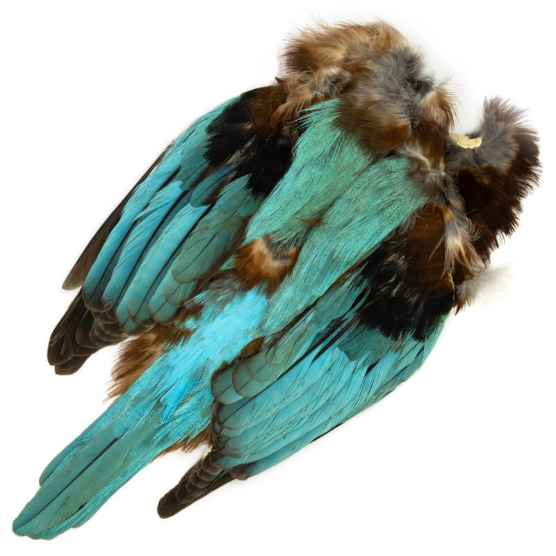 Asian Kingfisher Full Skin