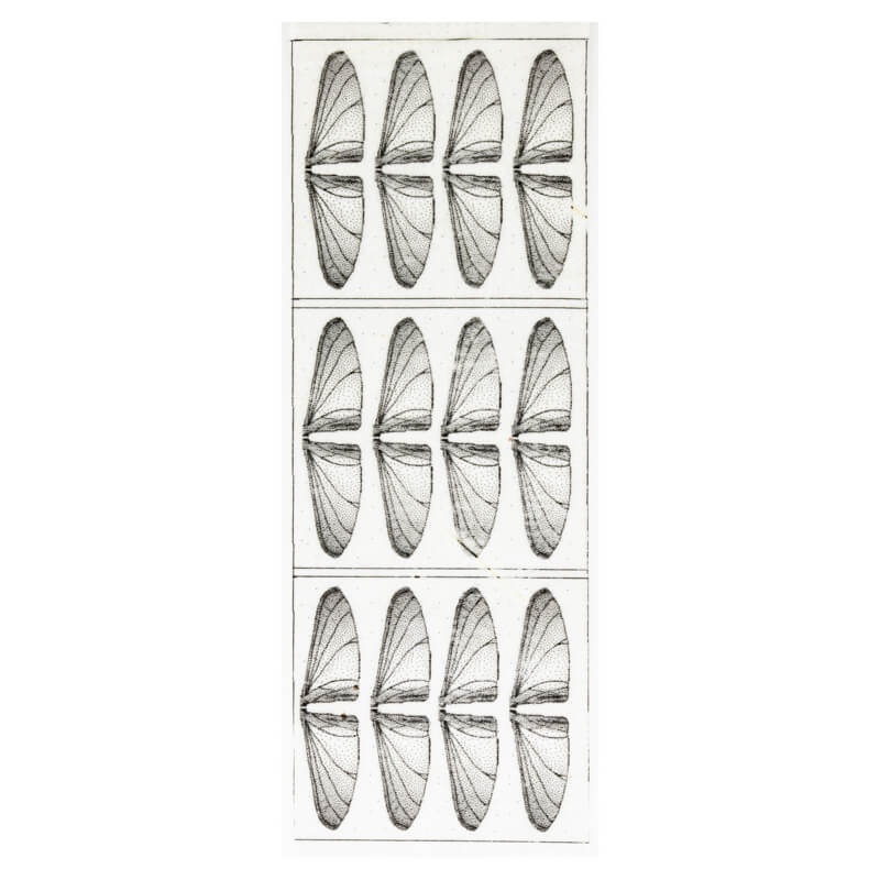 Celeschi Realistic Wings May Fly