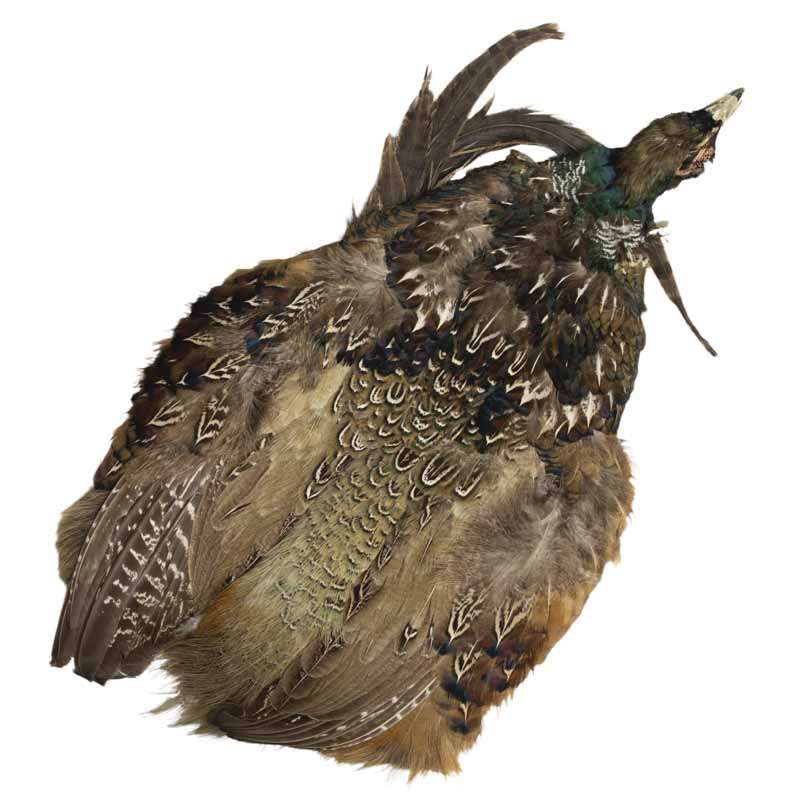 Cock Ringneck Pheasant Full Skin