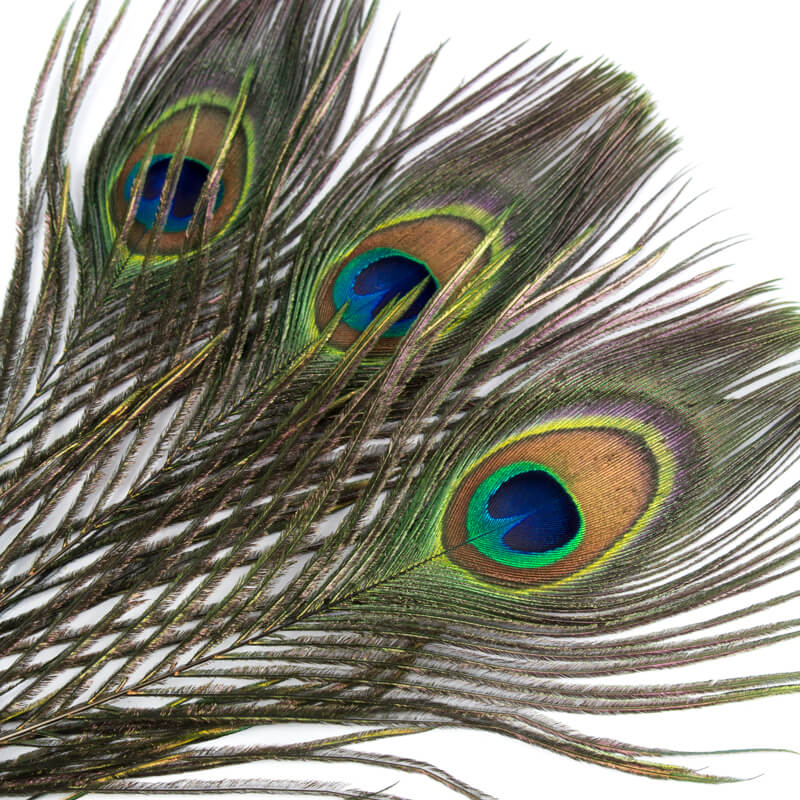 Contiflies Peacock Eye
