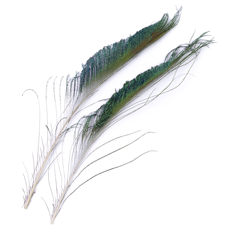 Contiflies Peacock Swords