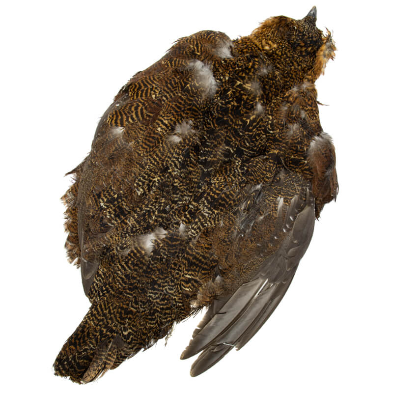English Red Grouse Full Skin
