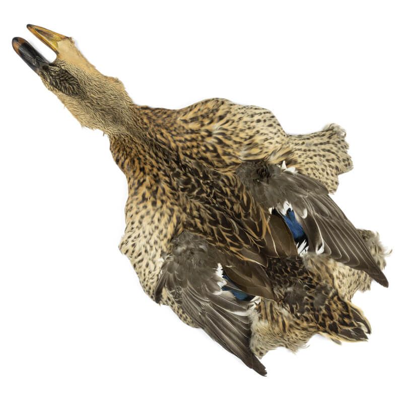 Female Mallard Duck Full Skin