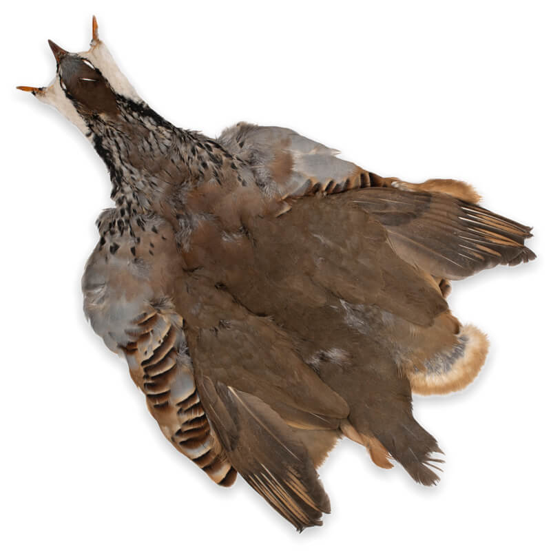 French Partridge Full Skin