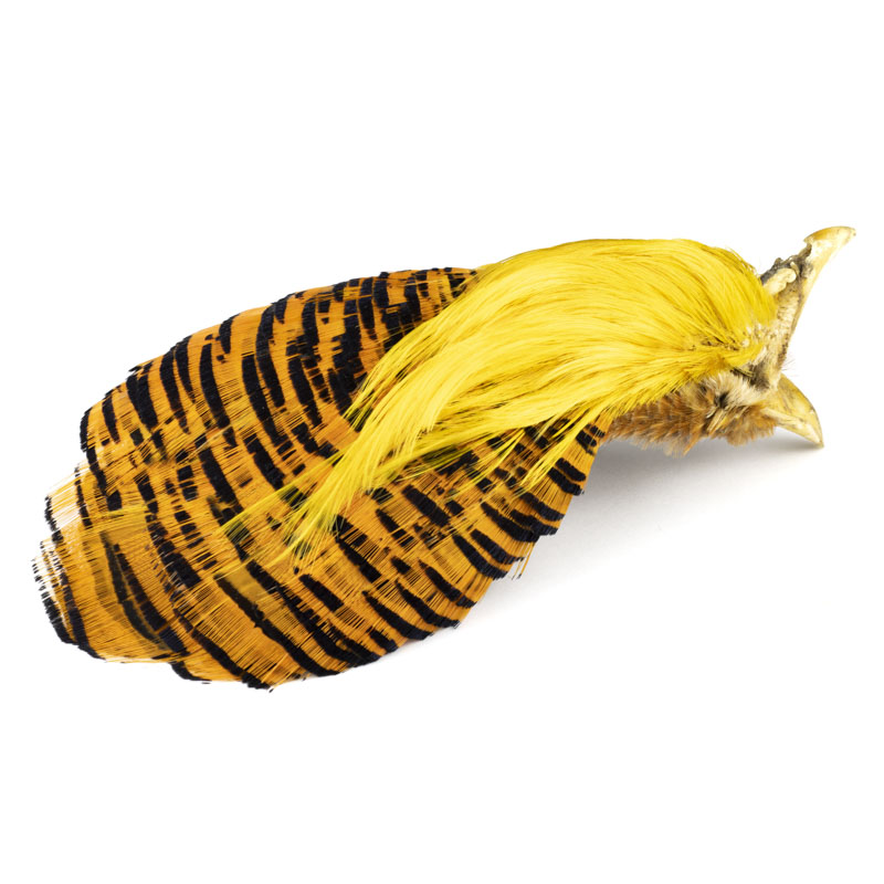 Golden Pheasant Complete Head