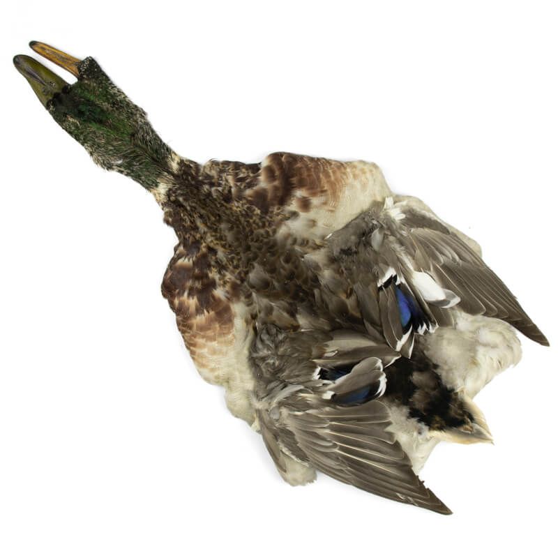 Male Mallard Duck Full Skin