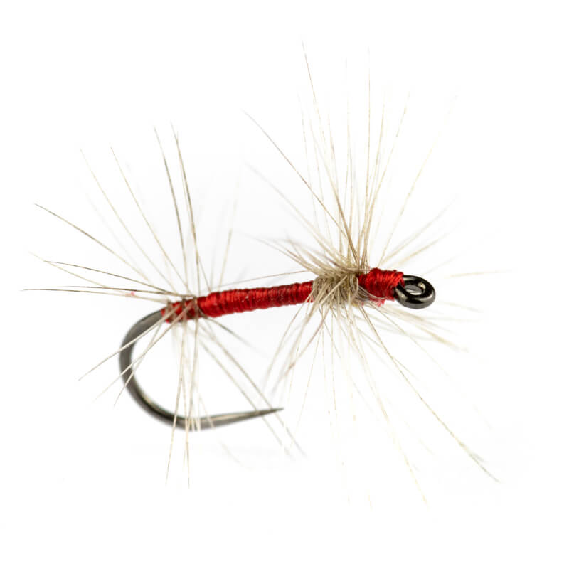 Oreglini Fly Exquises Taquine