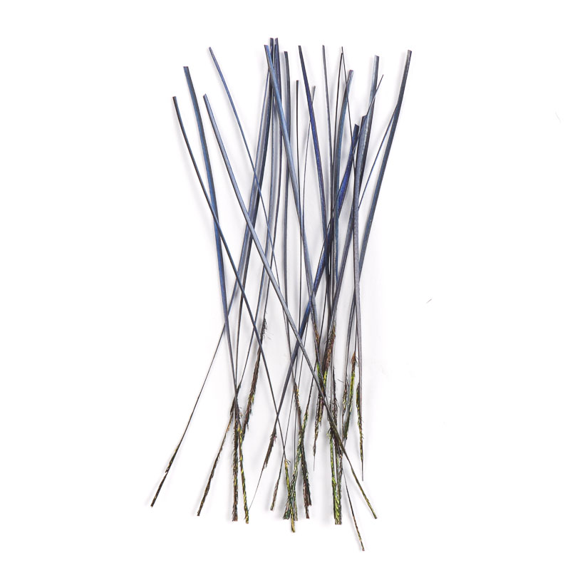 Quill&Fly Stripped Peacock Quill