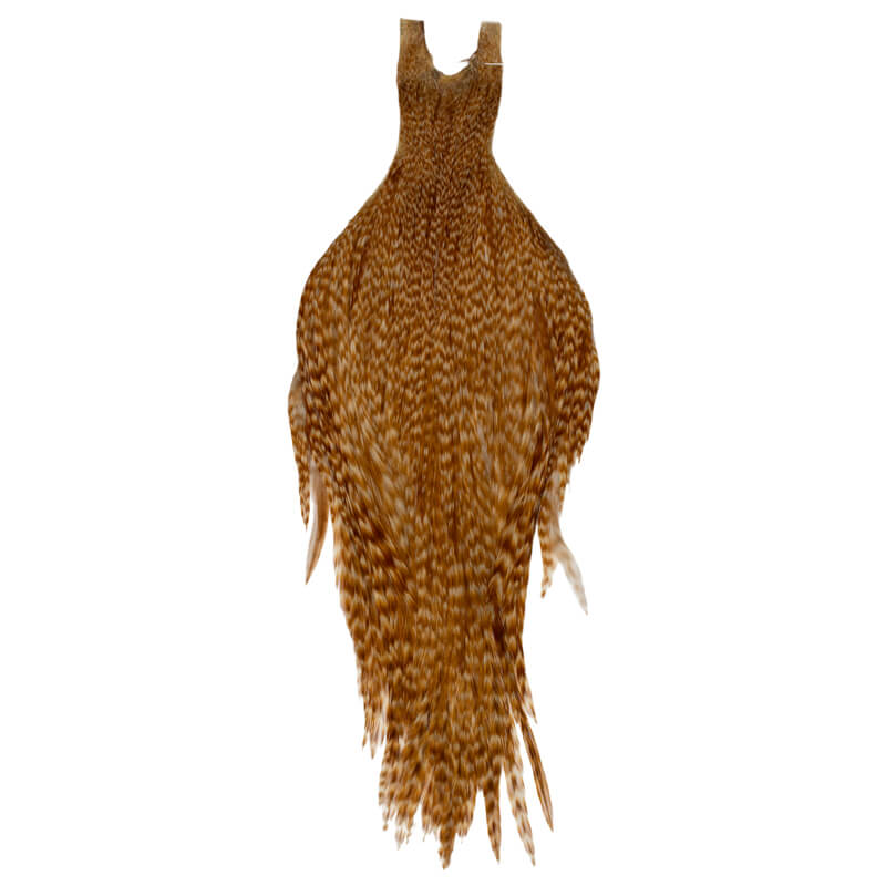 Root River Cape Barred Ginger