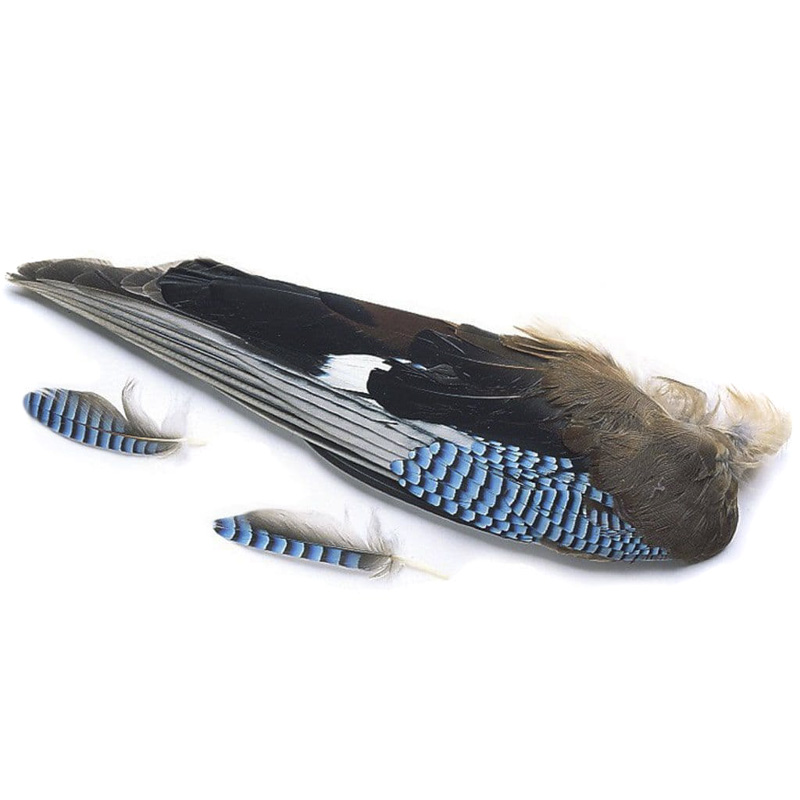Veniard Blue Jay Wings