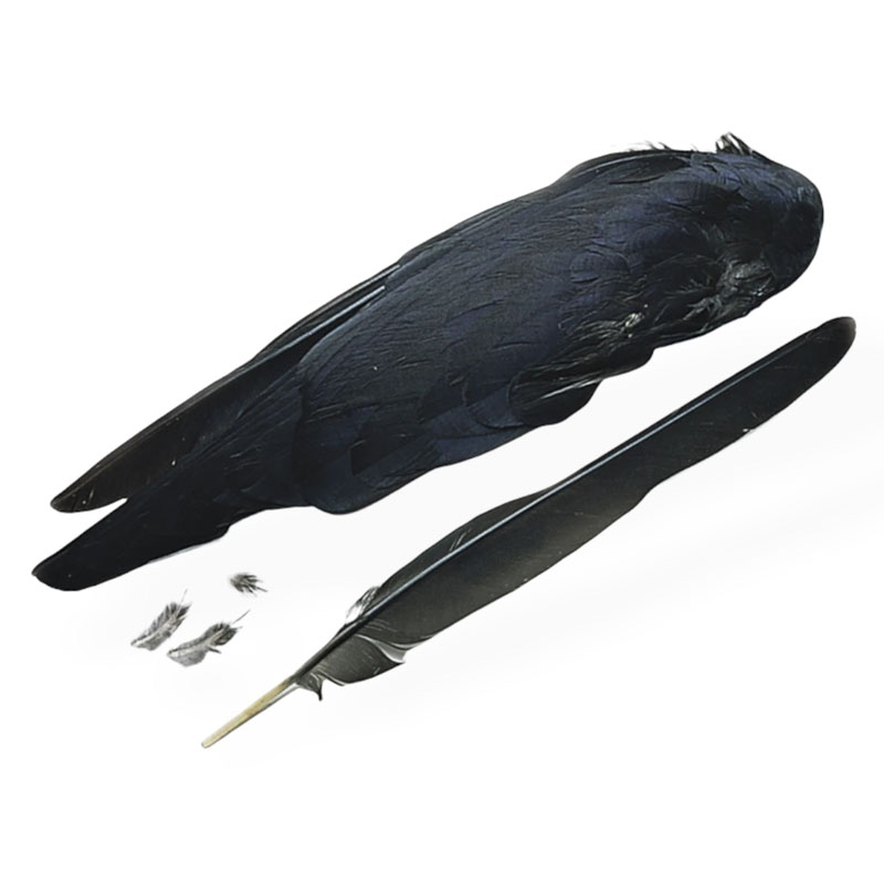 Veniard Jackdaw Whole Wings