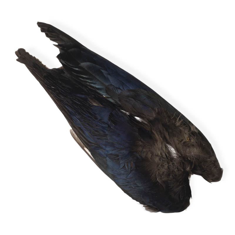 Veniard Magpie Whole  Wings