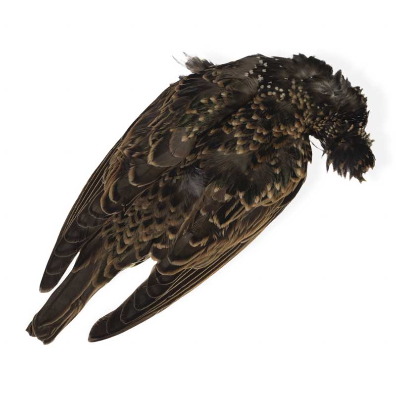 Veniard Starling Full Skin