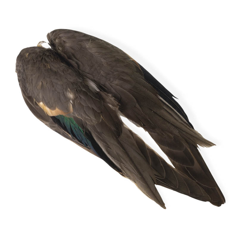 Veniard Teal Duck Whole Wings