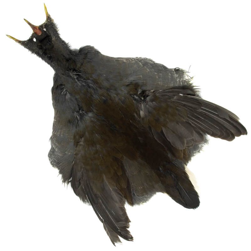 Gallinella d'Acqua Pelle Intera