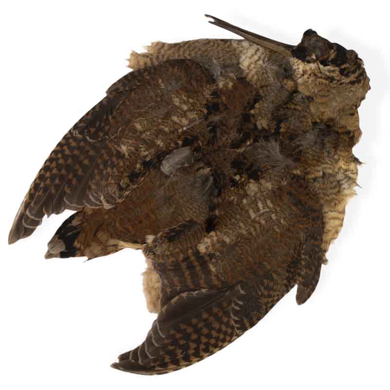 Woodcock Full Skin