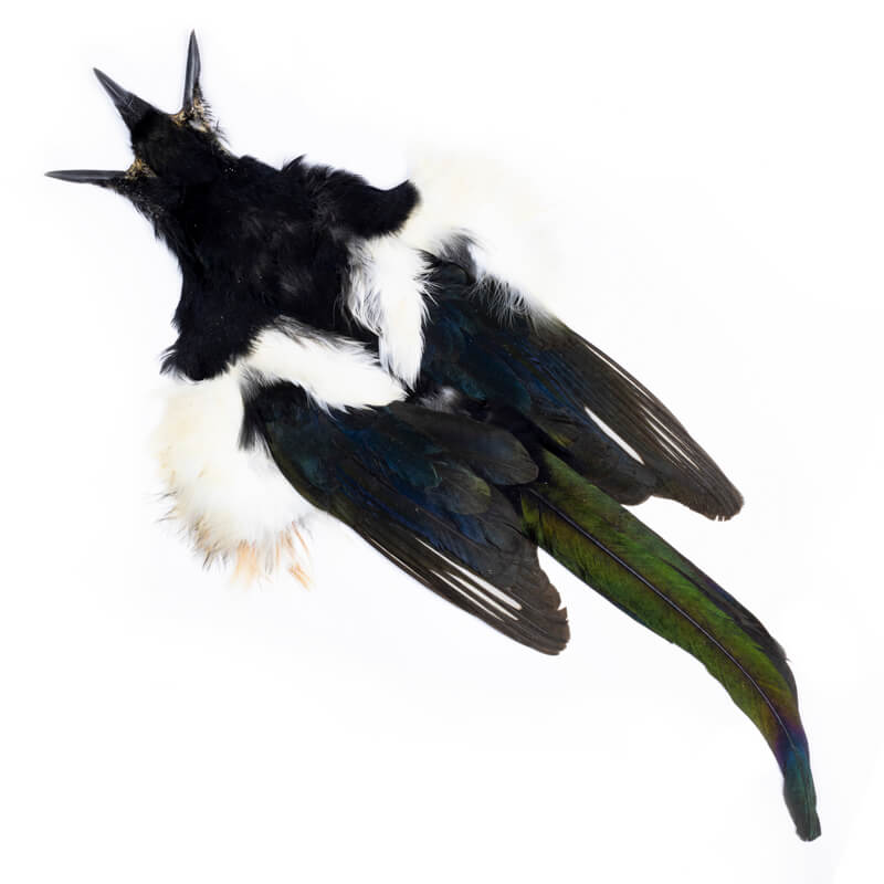 Magpie Full Skin