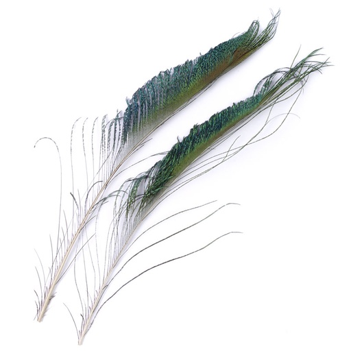 [CNT-PSWDS-NAT] Contiflies Peacock Swords