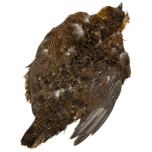 [54ds-grs-skin] English Red Grouse Full Skin