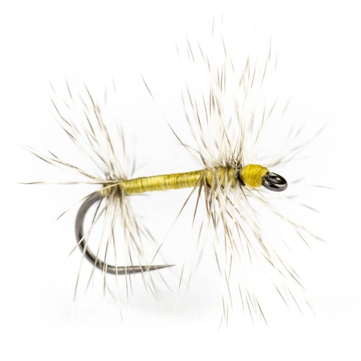 Oreglini Fly Exquises Coquine